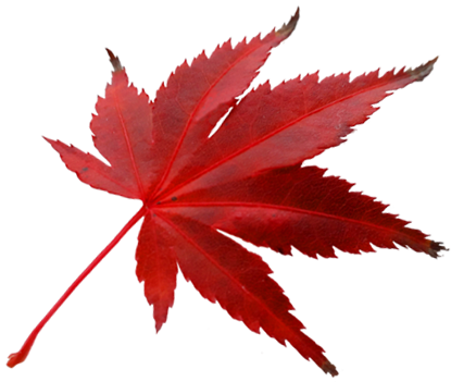 smallermapleleafcopy